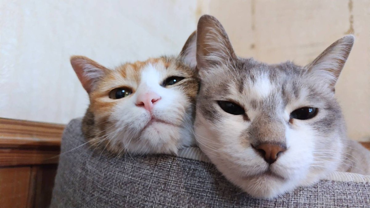 アニマルカフェけだま【貸切ふれあいのため予約制】 tweet media