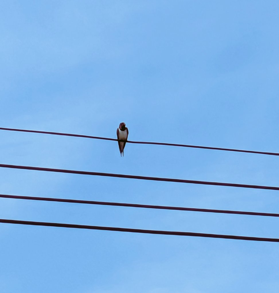 食堂かふぇ　空飛ぶ猫 tweet media