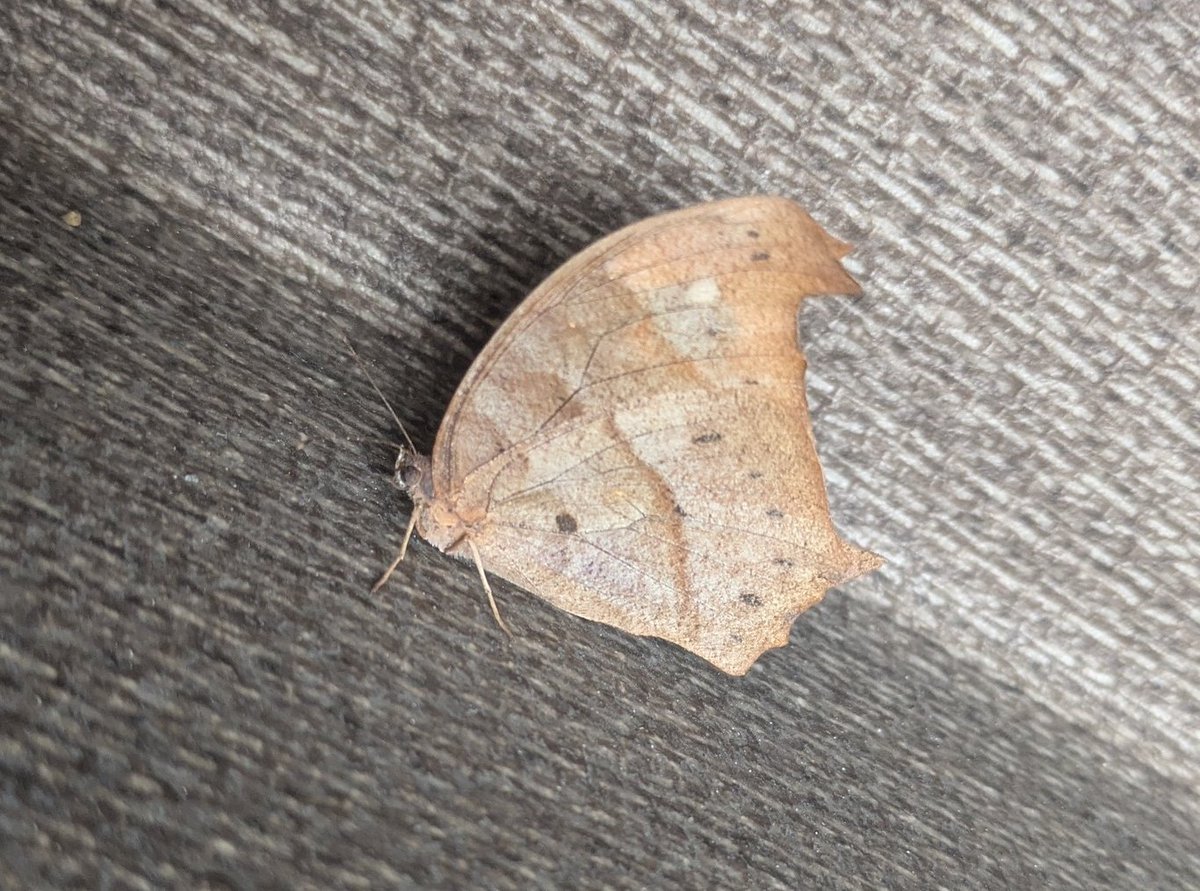 🍞家内はパン屋の店長🍞 tweet media