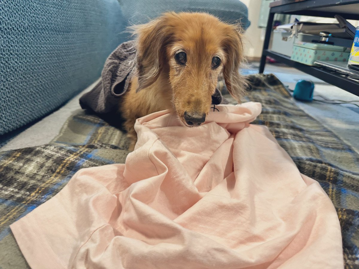 めぇコム tweet media