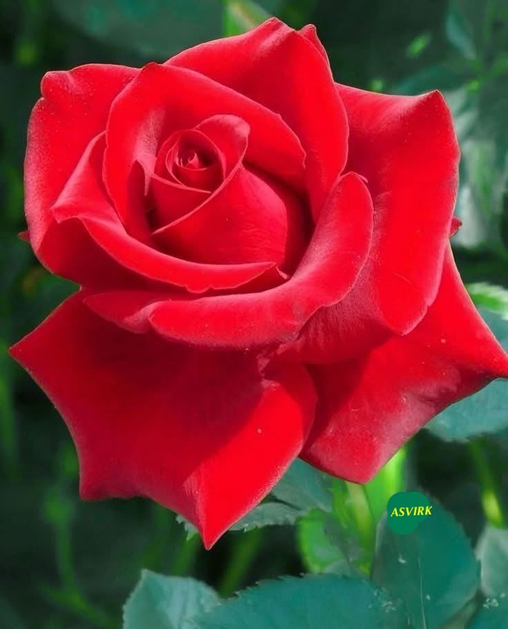 AjitSinghVirk (@ajitvirk) on Twitter photo 