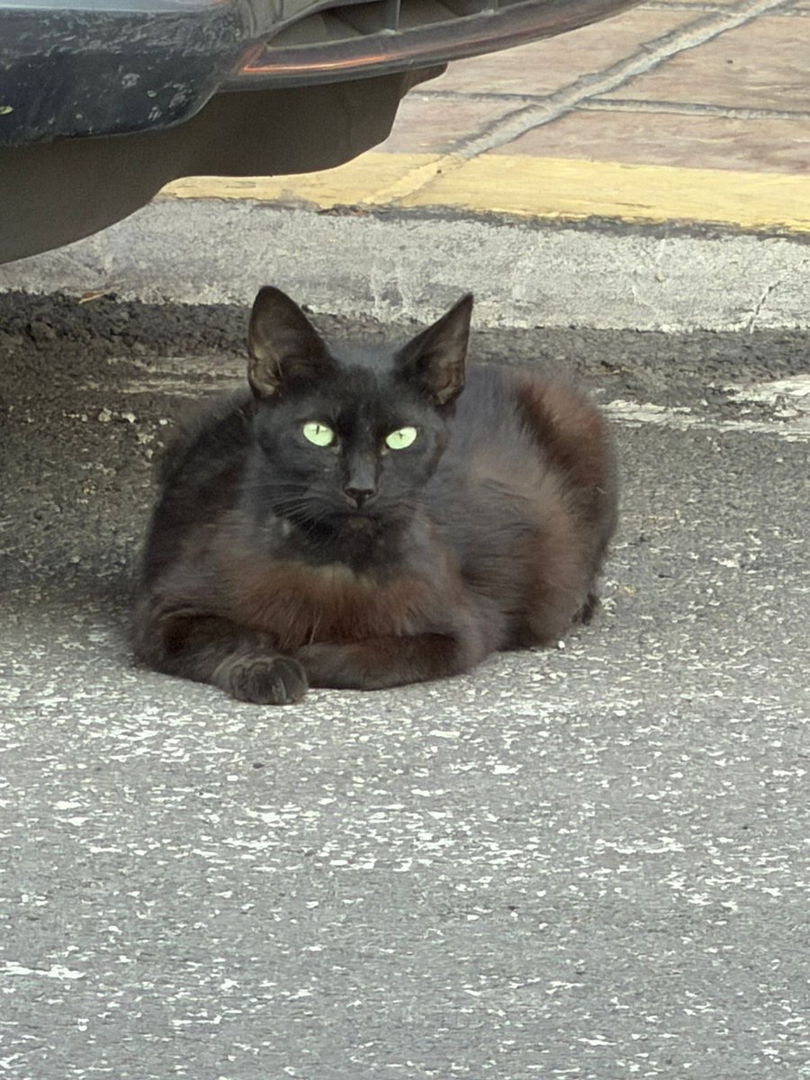 El_gatitoGordo's tweet photo. Muchos gatitos negros siguen sobreviviendo en la calle... y nosotros solo tenemos
espacio para 7 más.
Ella es uno de nuestros objetivos, hace 3 semanas fue vista gestante... hoy estamos buscando a sus crías (no podemos trampearla y dejar a sus bebés a su suerte.

Cada día que pasa, es una carrera contra el abandono, contra el miedo... y contra la ignorancia.

Seguimos con nuestra Colecta Anual 2026, porque no merecen seguir huyendo, escondiéndose o luchando por un poco de comida. ¡Merecen algo más! Merecen vivir dentro de una familia, sin miedo, sin dolor, sin tener que sobrevivir...

¡Merecen vivir!

Y eso solo será posible con tu apoyo 🖤🐾 Si te interesa unirte a esta causa, envíanos un WhatsApp al 5535575022

También puedes enviar alimento, premios, juguetes, arena o lo que tú quieras desde nuestra Wishlist de Amazon: https://t.co/6p8TDIxc3O