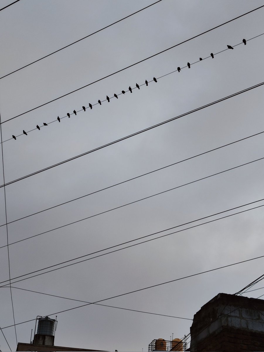 横棒やケーブルはいくらでもあるのに、なぜカラスは特定の場所を好むのか？
#あ散歩より