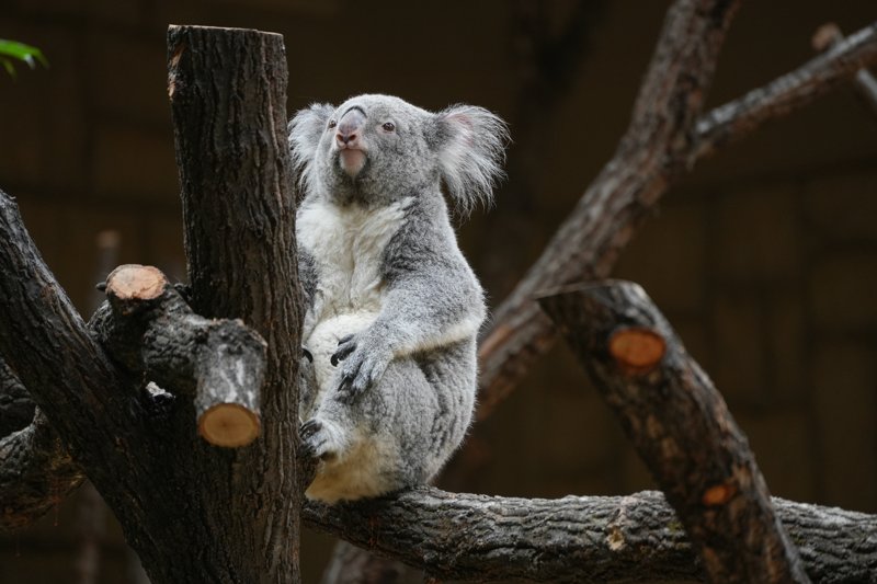 ContextKoalasJP's tweet image. #koala