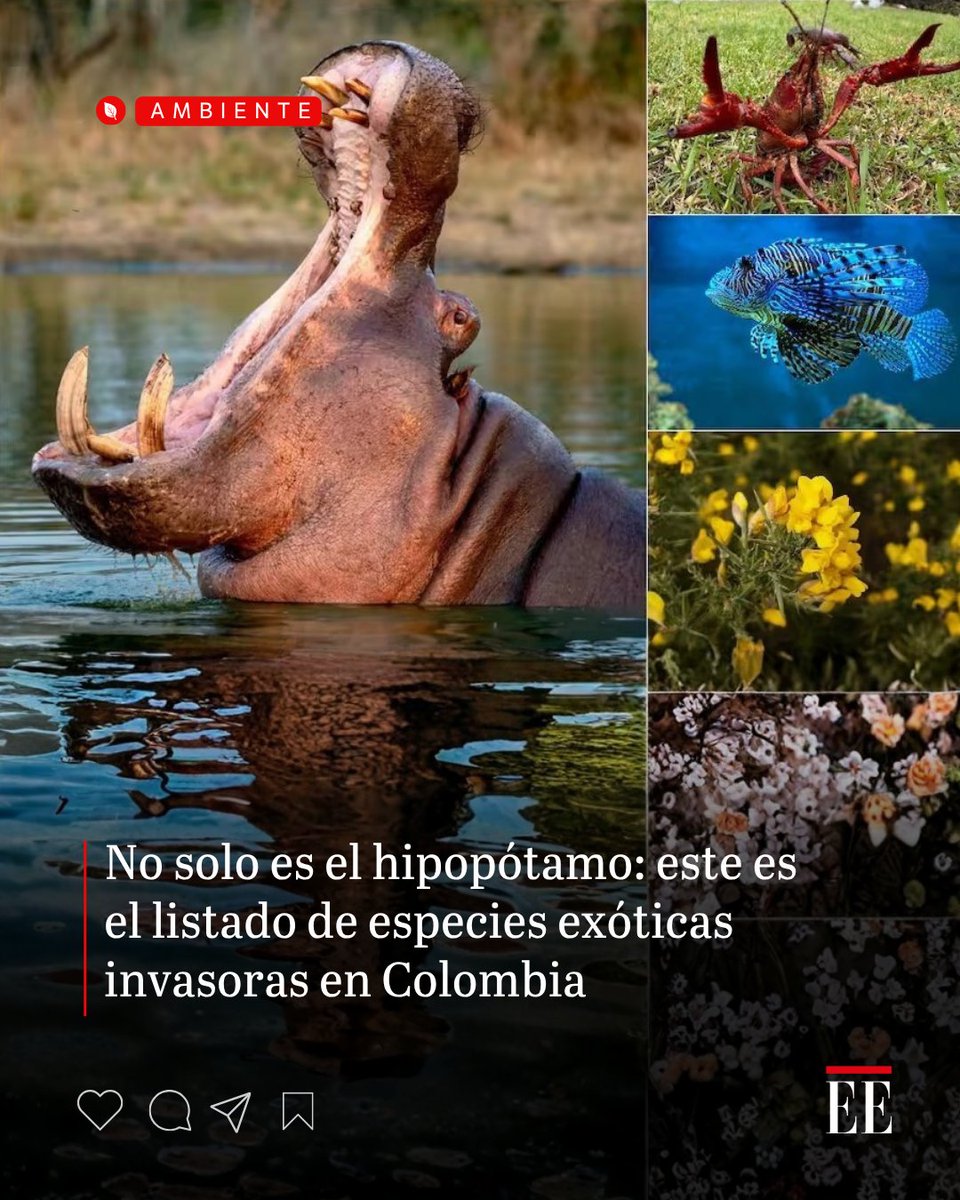 El hipopótamo fue declarado como una especie exótica invasora en 2022. Pero, además de esa especie, hay varias que están poniendo en aprietos los ecosistemas de Colombia. Lea más 👉 trib.al/YSyrA1k