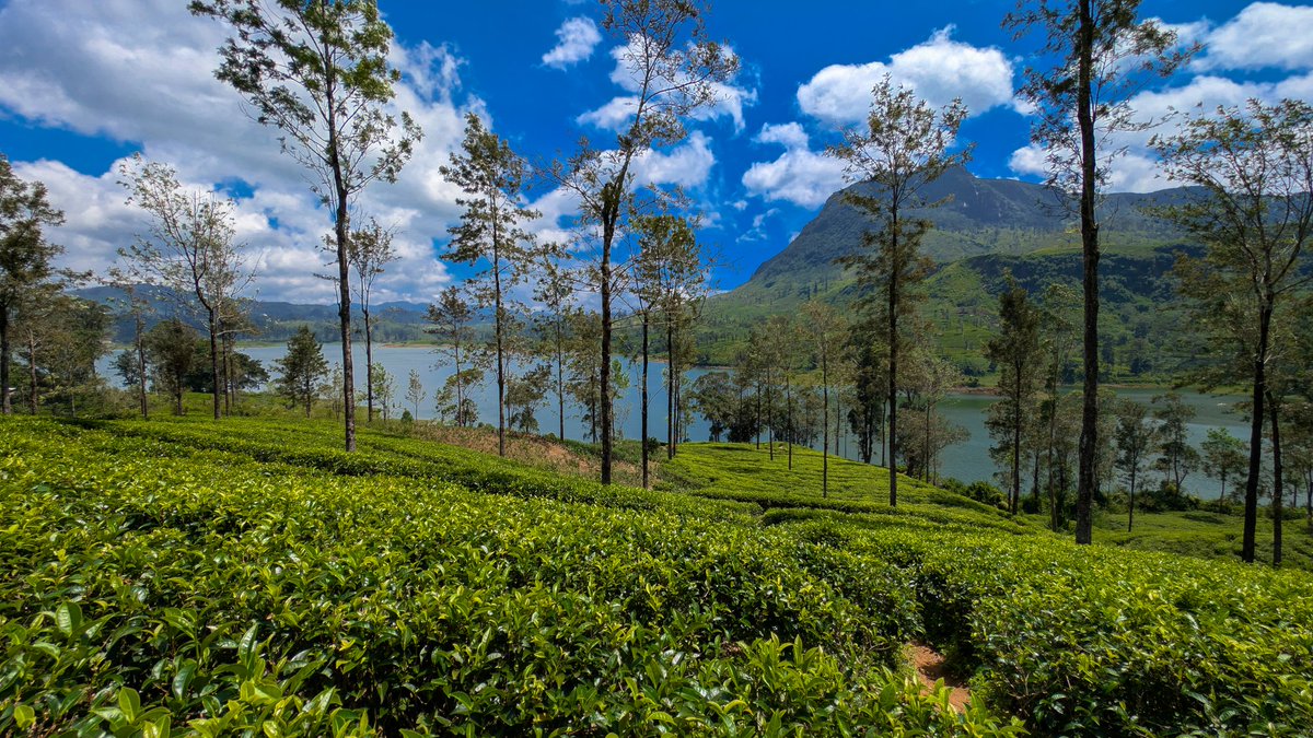 de_thisura's tweet photo. ශ්‍රී ලංකාවේ ස්වභාව සෞන්දර්ය‍ය #teampixel #googlepixel කාචයෙන් https://t.co/zKIF6pViUR