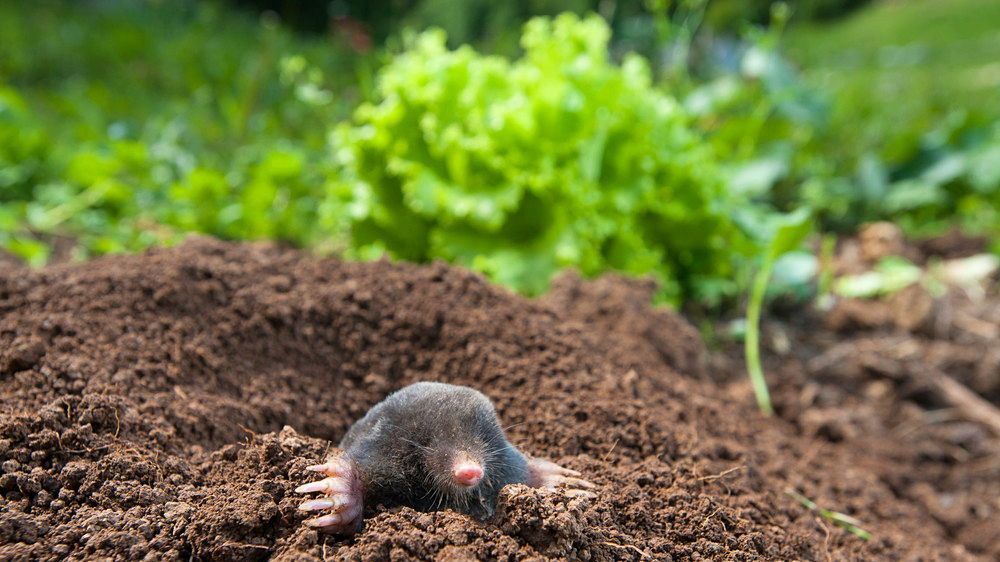 VegPlotter.com tweet media