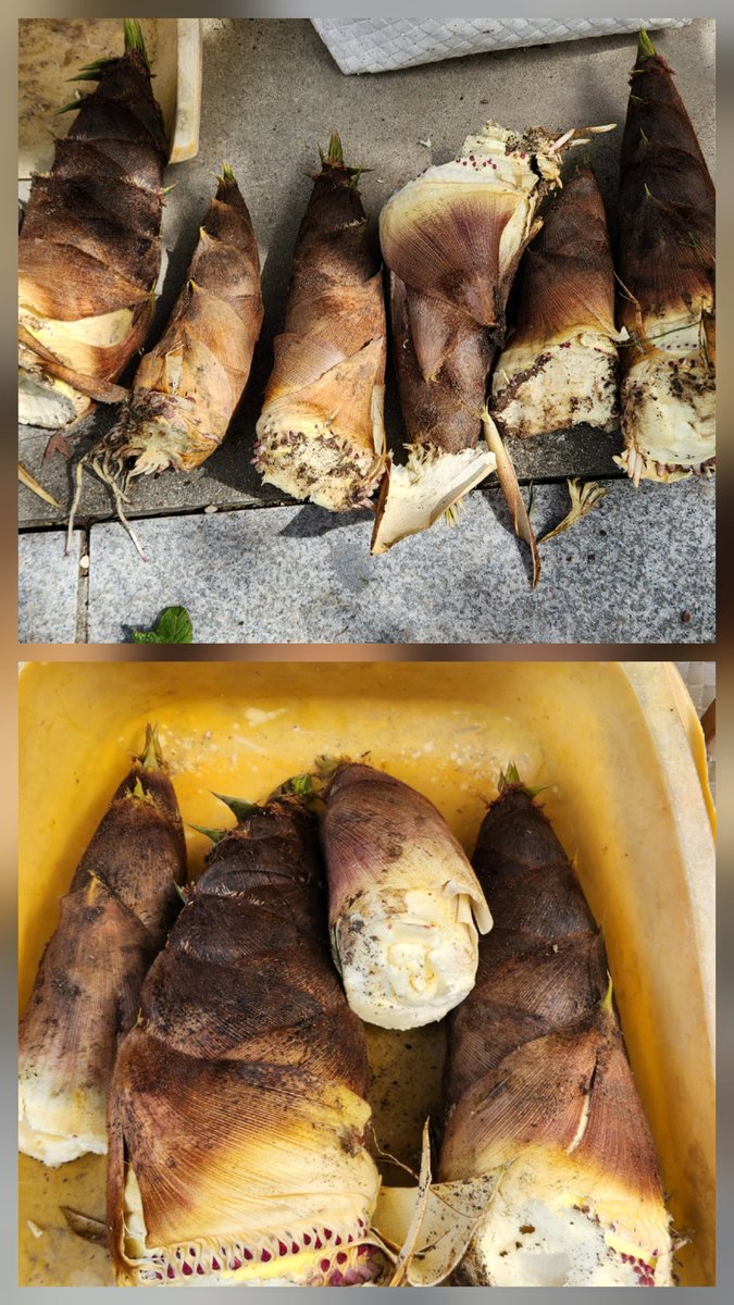 こじゅうろう tweet media