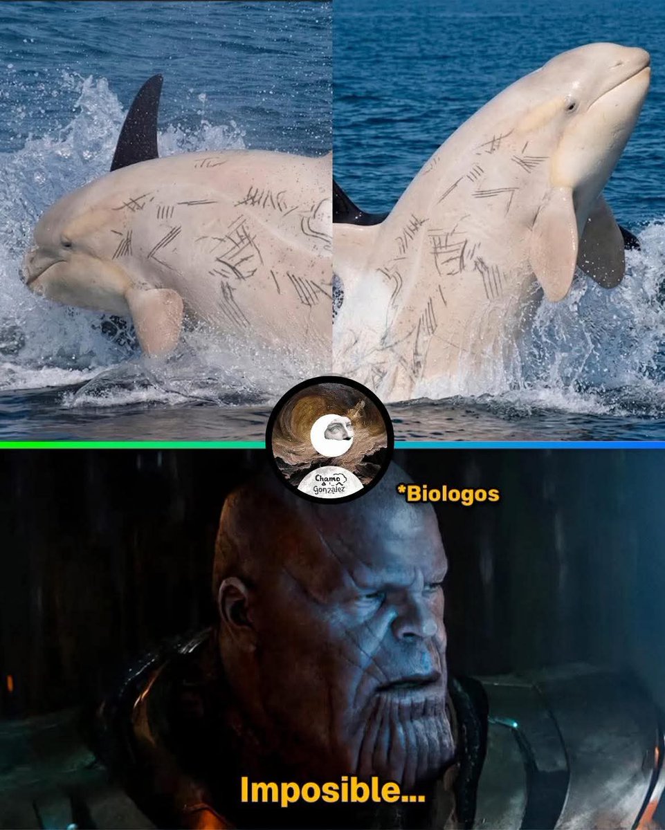 En Júpiter tweet media