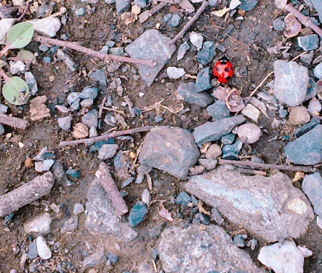 *紅葉*。☆°＊🌙🌳🐢。✨✨ tweet media