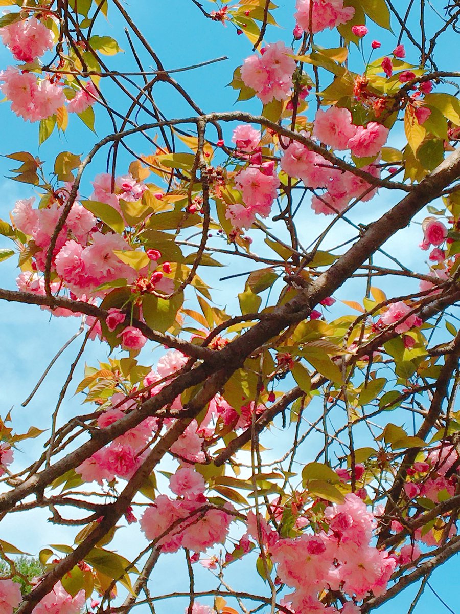 *紅葉*。☆°＊🌙🌳🐢。✨✨ tweet media