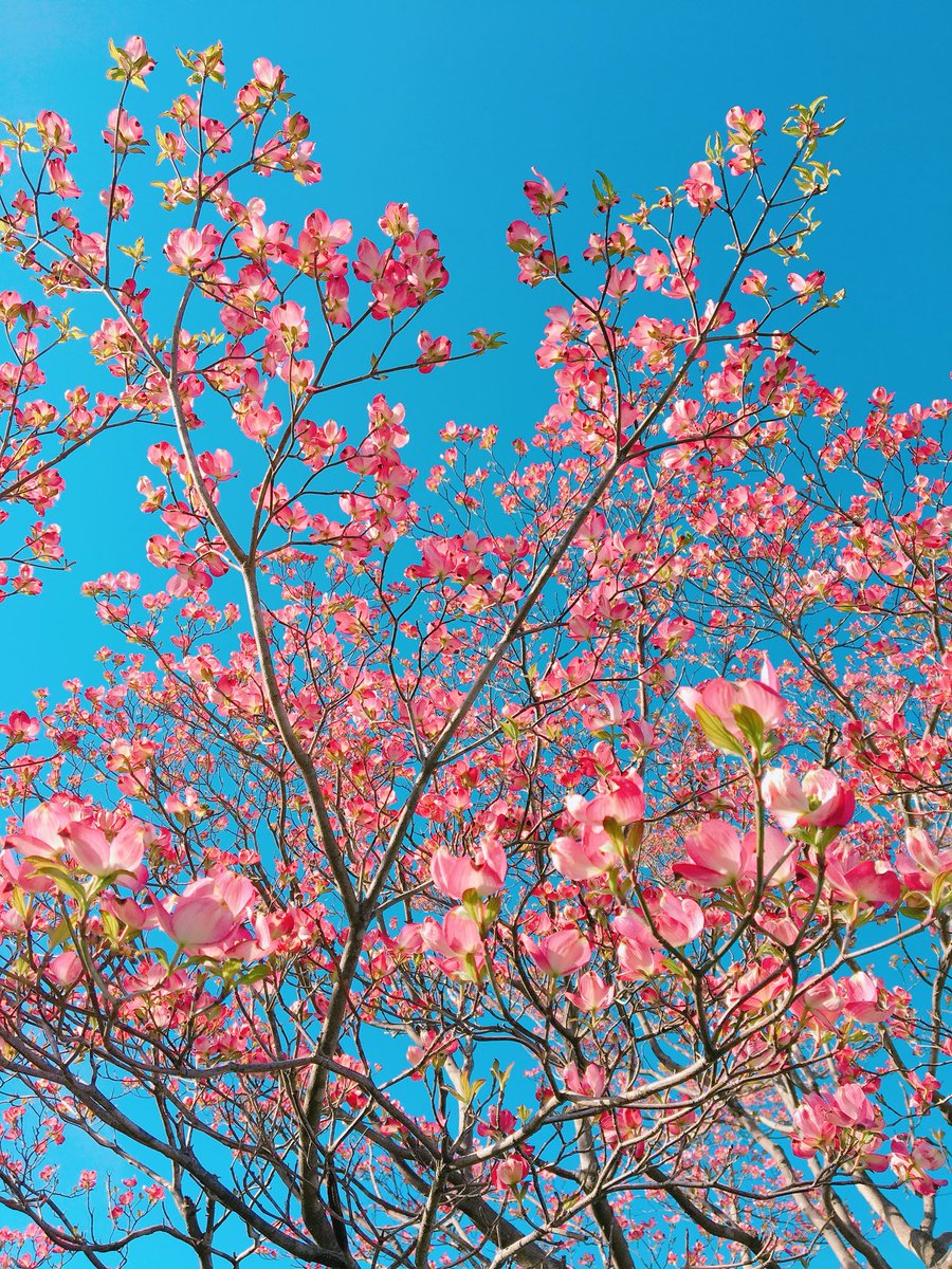 *紅葉*。☆°＊🌙🌳🐢。✨✨ tweet media