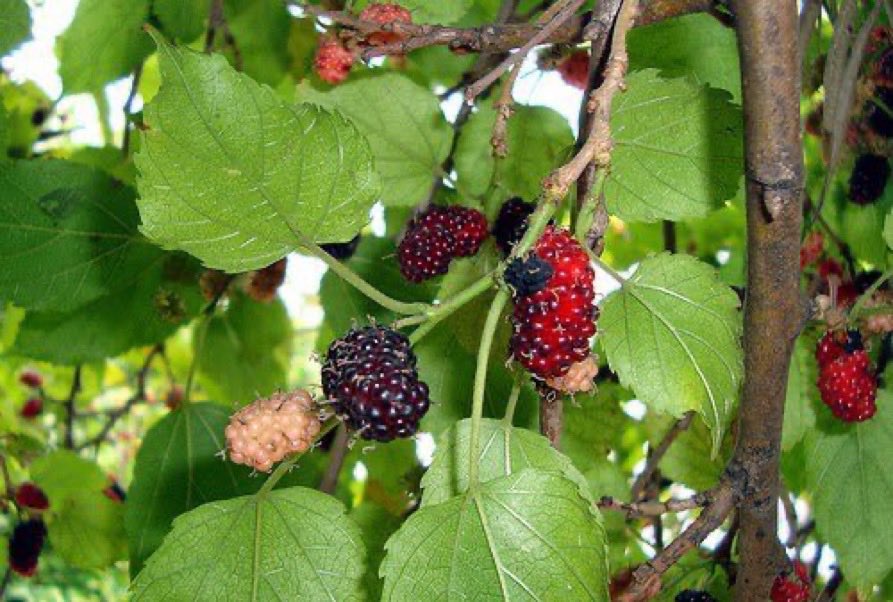 ميثاء💜 tweet media