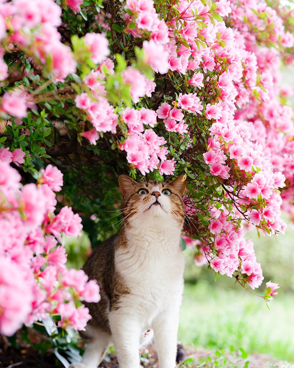 マツガサキ エチゴ@猫写真😽😻😹 tweet media