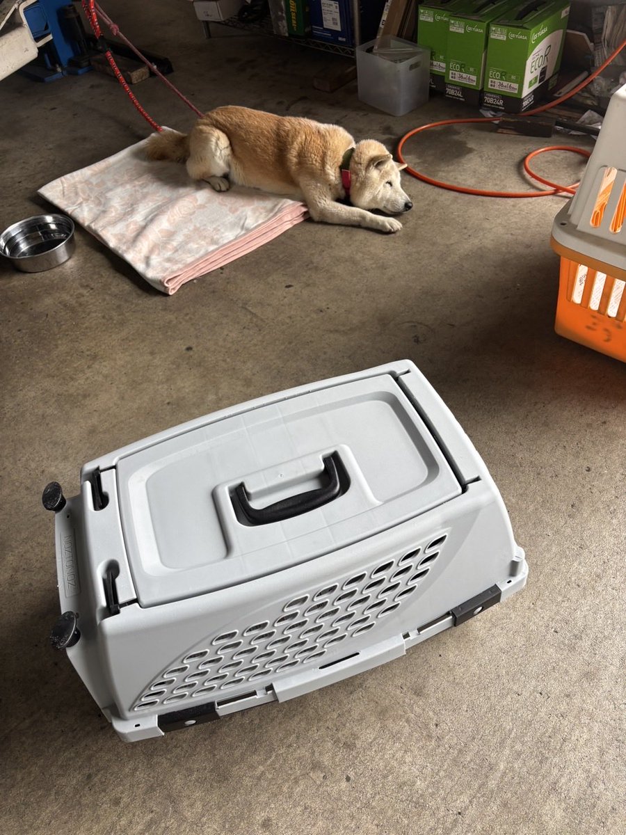 譲渡会開催中です🙌
タロウくん、暑いけど頑張って〜💪