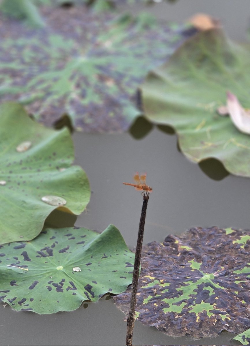 𝑹𝒆𝒉𝒎𝒂𝒕𝒉𝒖𝒍𝒍𝒂 𝑺𝒉𝒂𝒓𝒊𝒆𝒇 tweet media