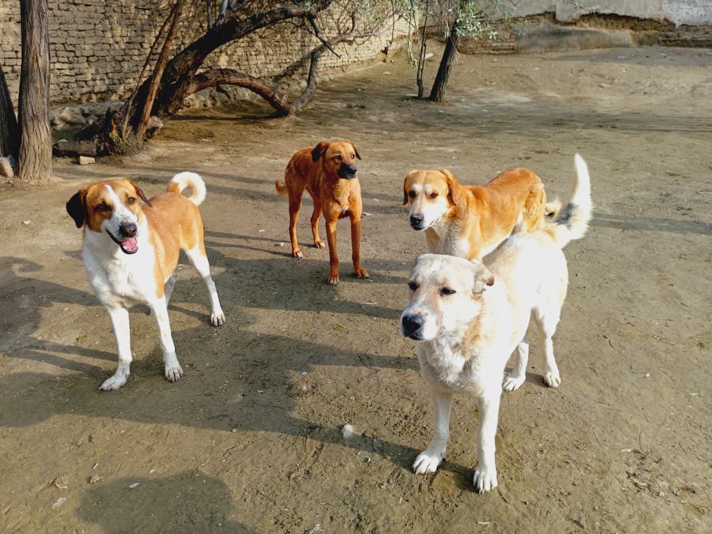 Kabul Small Animal Rescue tweet media