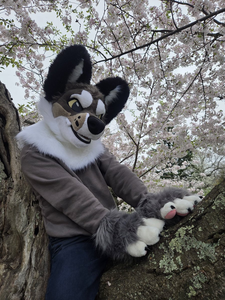Melothegogi's tweet photo. Tree climber and cherry blossom appreciator :> https://t.co/DHRR7tBS3E