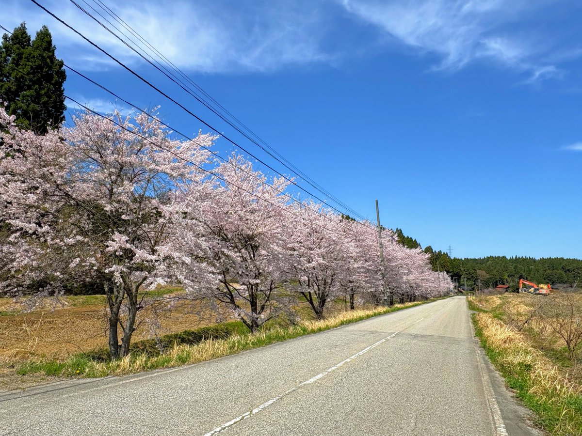 honnori_tsubaki's tweet photo. 〇番外編

左上：なごみバス停(能登町七見)
右上：羽根駅跡(能登町羽根)
左下：三波簡易郵便局(能登町波並)
右下：珠洲道路から少し入ったところ
          (珠洲市宝立町)

右上の羽根駅跡の駅舎の手前の木は
遅咲きの八重桜だと思います👀🌸
見たかった～🙈✨️ https://t.co/7QcdqGDsW0