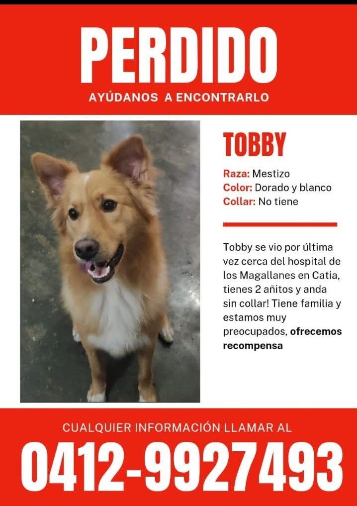 PerroUsuario Wof '•' tweet media