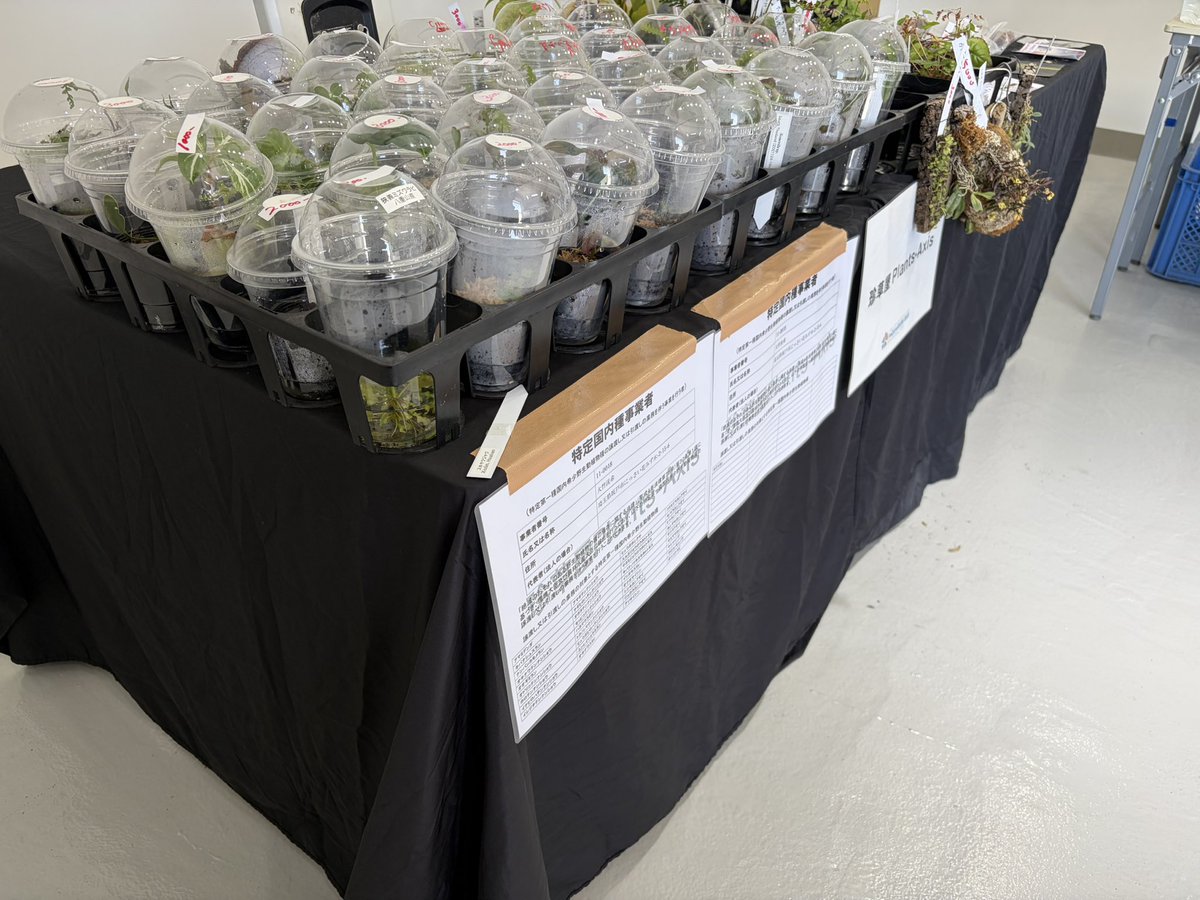 珍草屋Plants-Axis@少女祈祷中・・・ tweet media