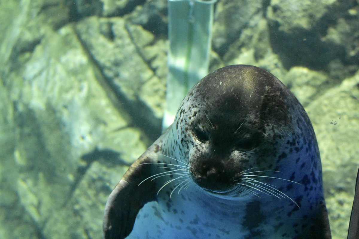 かわ@1228 tweet media