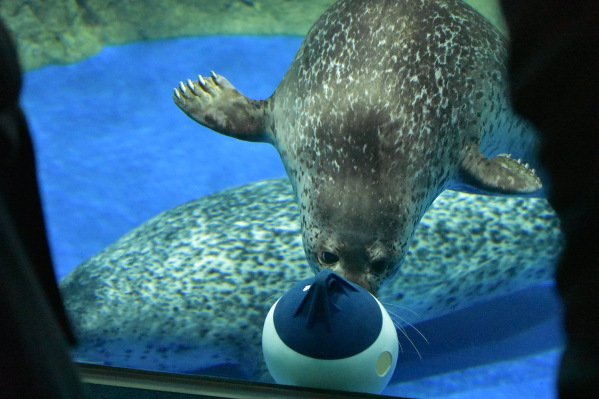 かわ@1228 tweet media