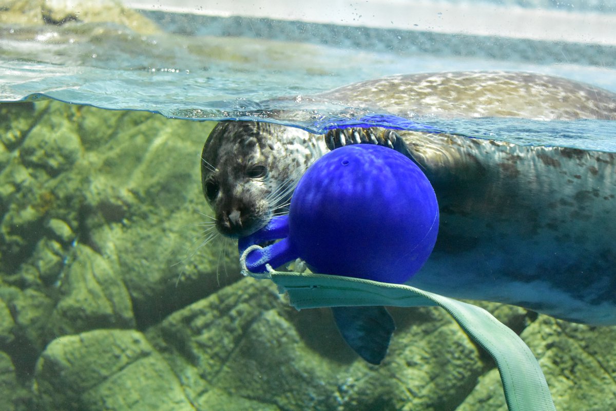 かわ@1228 tweet media