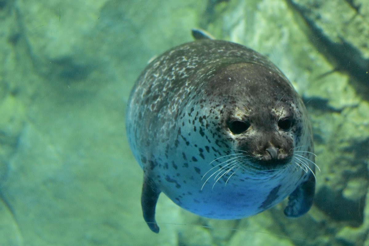 かわ@1228 tweet media