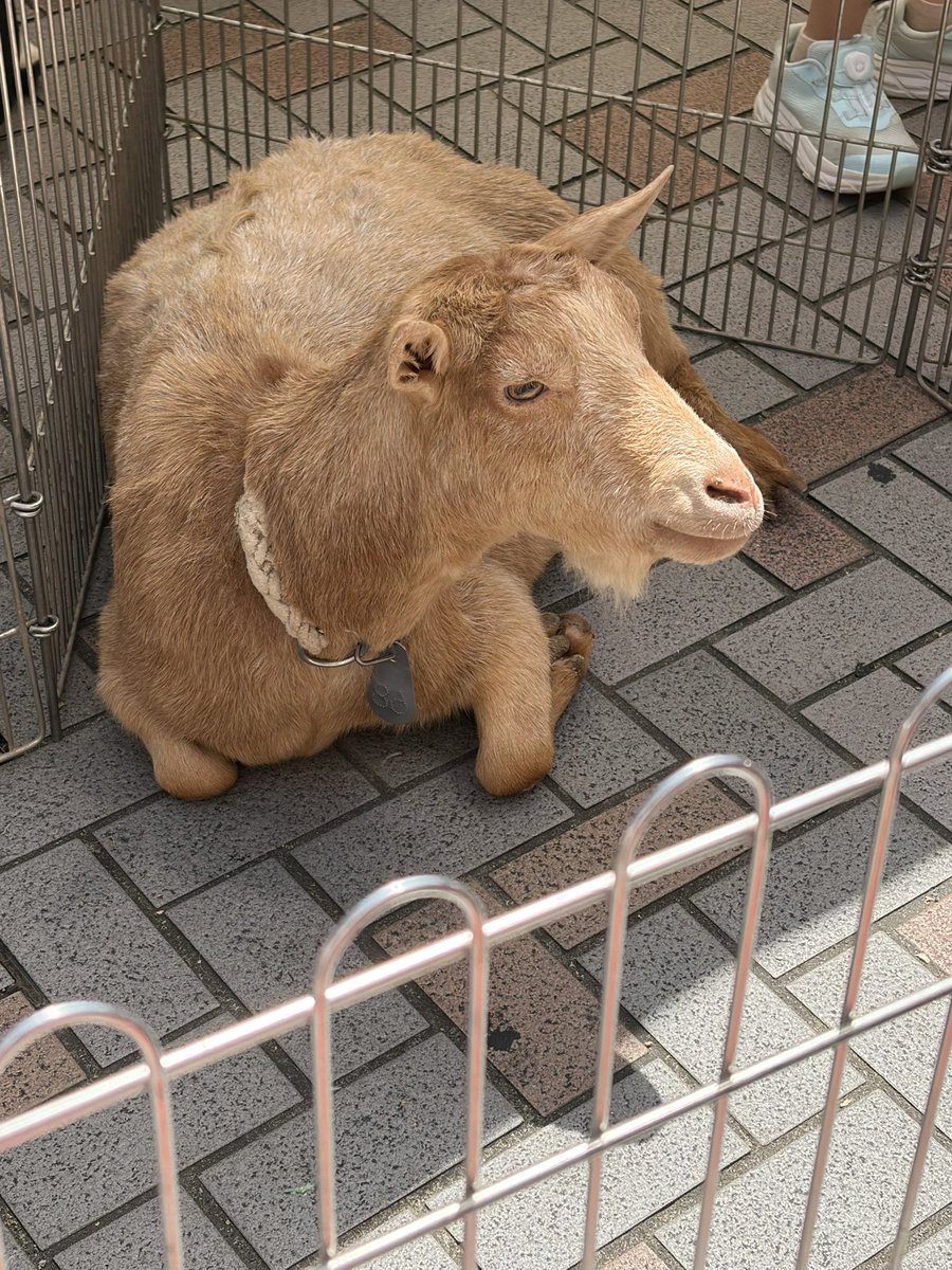 神奈川の養分(カナブン) tweet media