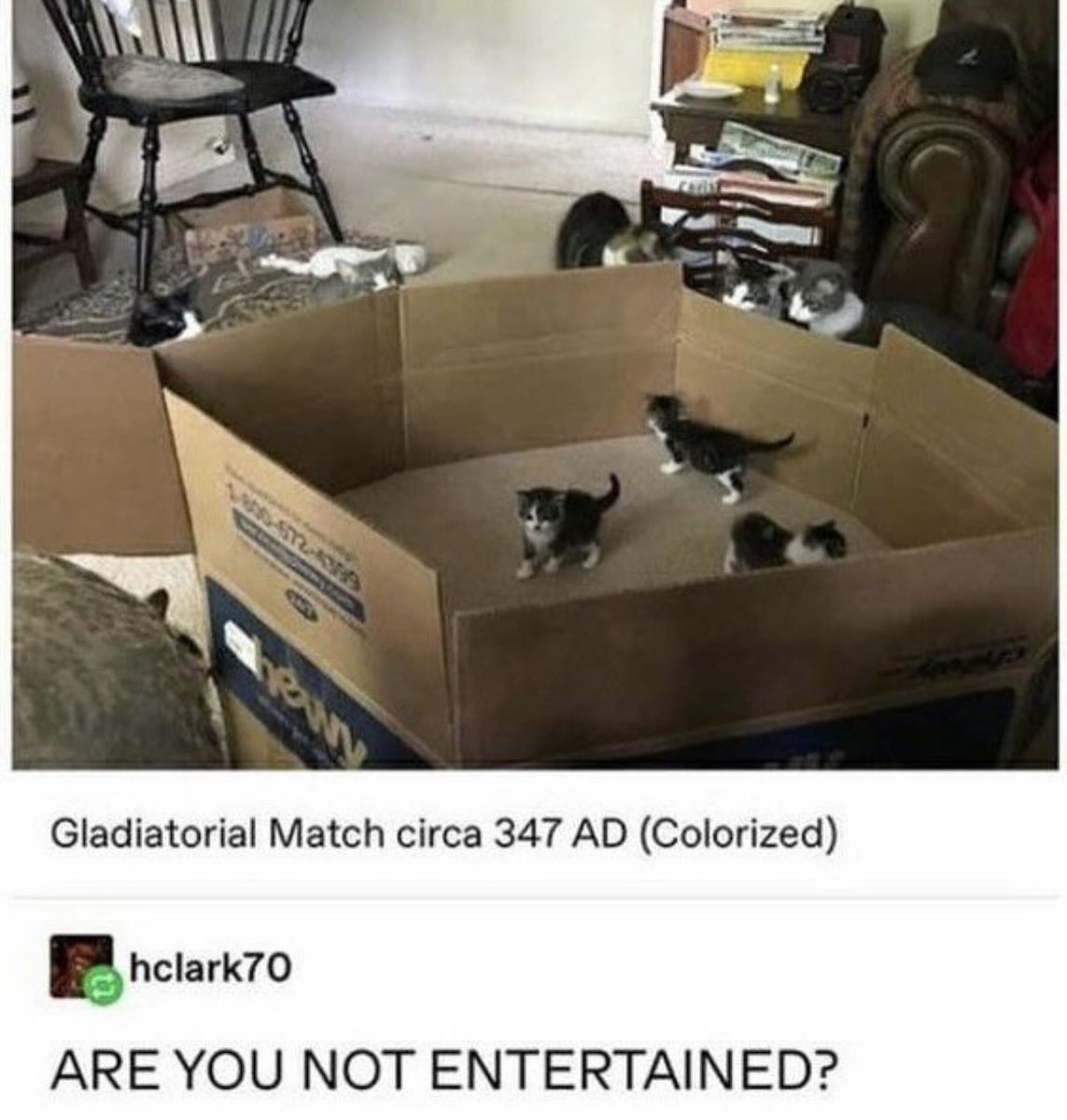Punch Cat tweet media