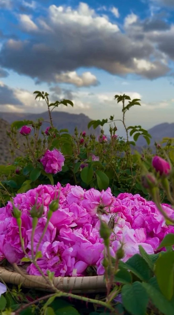 أميره البلوشيه tweet media