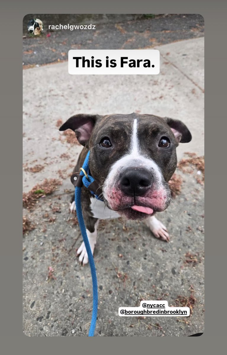 BeeDoDoobieDo's tweet image. Fara 🪴 🆕intake in Queens ACC
nycacc.app/browse/236732
🚨Lovely 3yr old girl, recently dumped 
w/some injuries: 
🙁Lump on head, drained fluid 
🧐Lameness in hind limbs, hit by car? crated 4hours each day?
🪴Fara deserves better in life, lets get her safe😍
#foster #adopt #pledge
