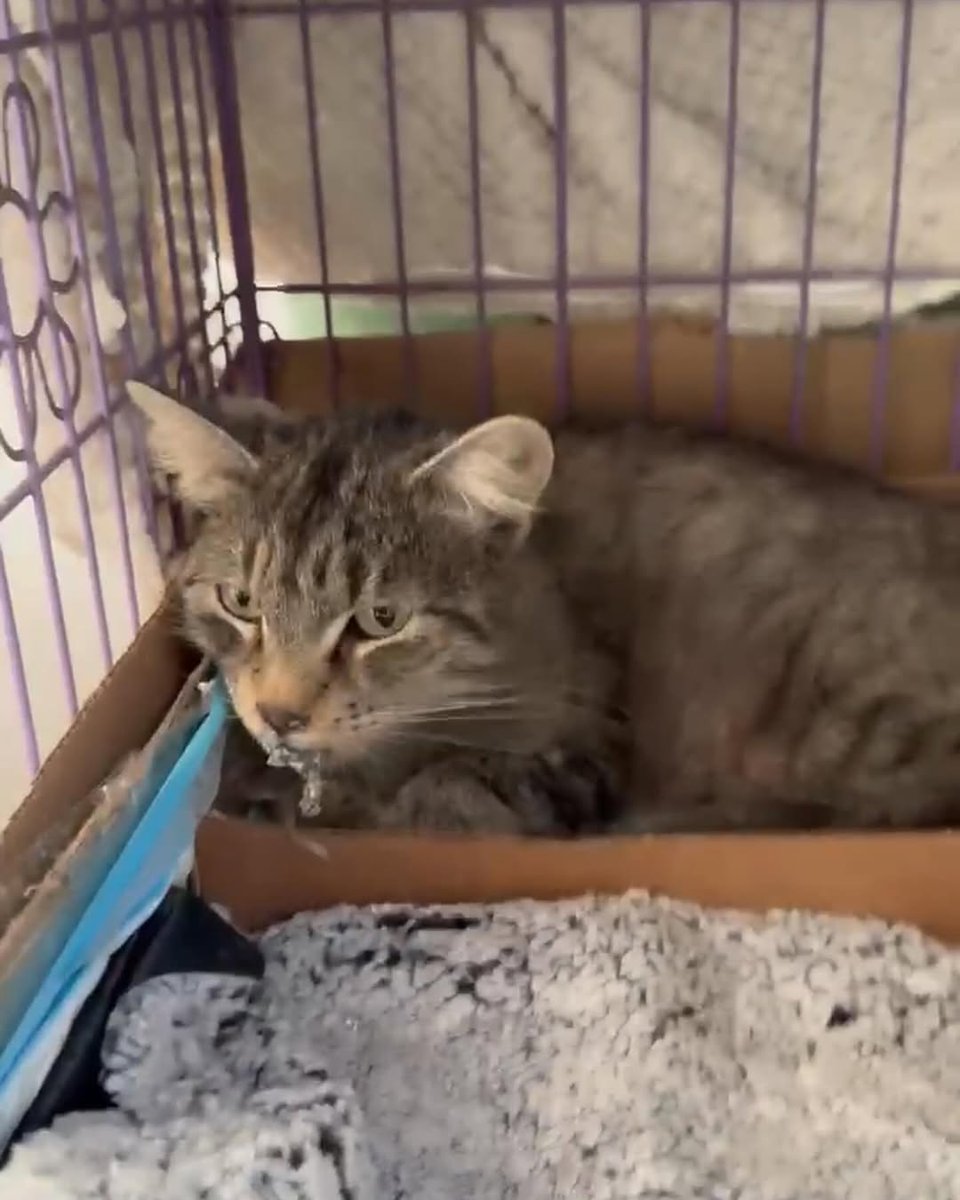 Cats of Meow York. tweet media