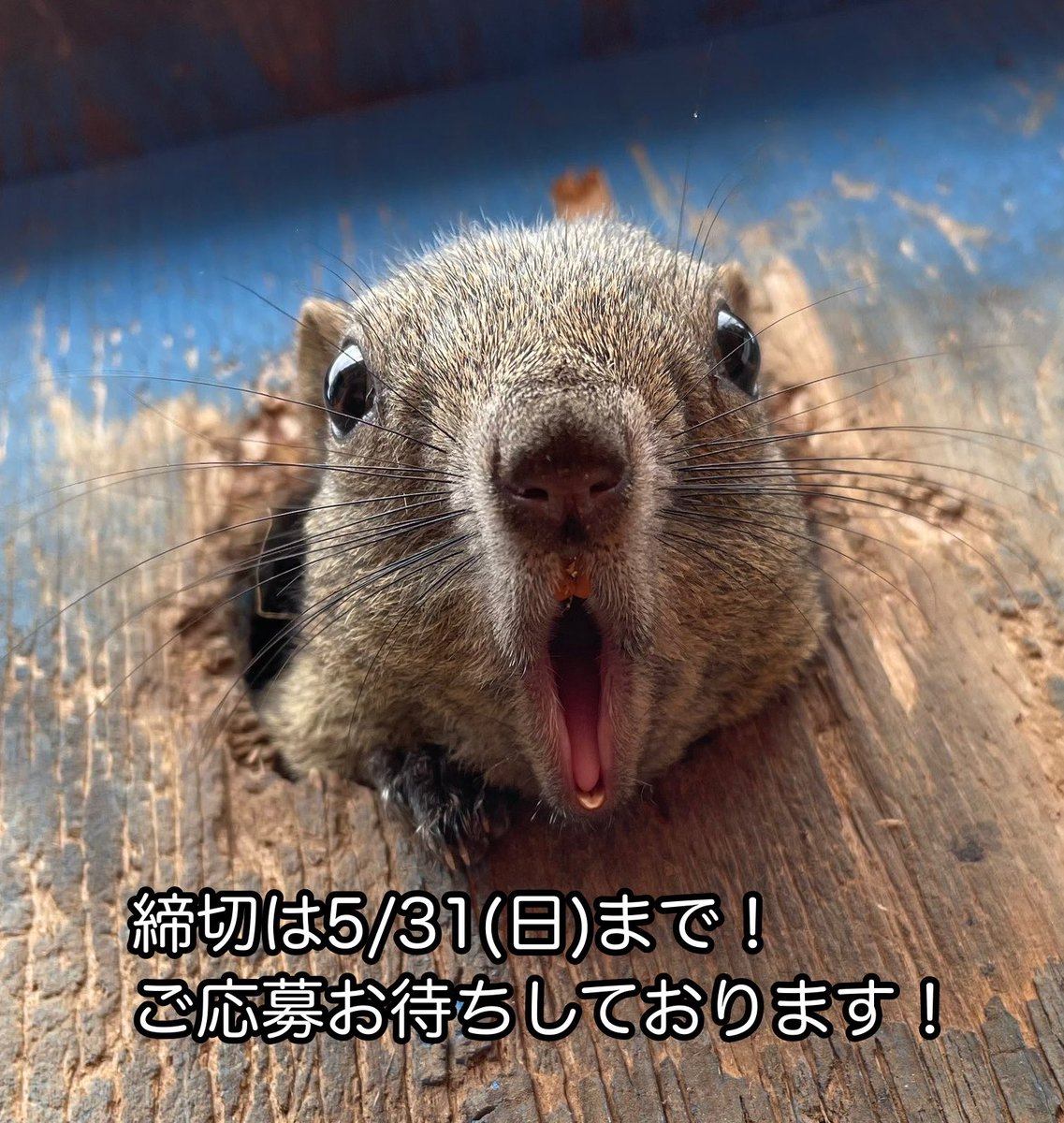 今年も開催✨ 【飼育員と行く！町田リスガイド】 参加者を募集いたし