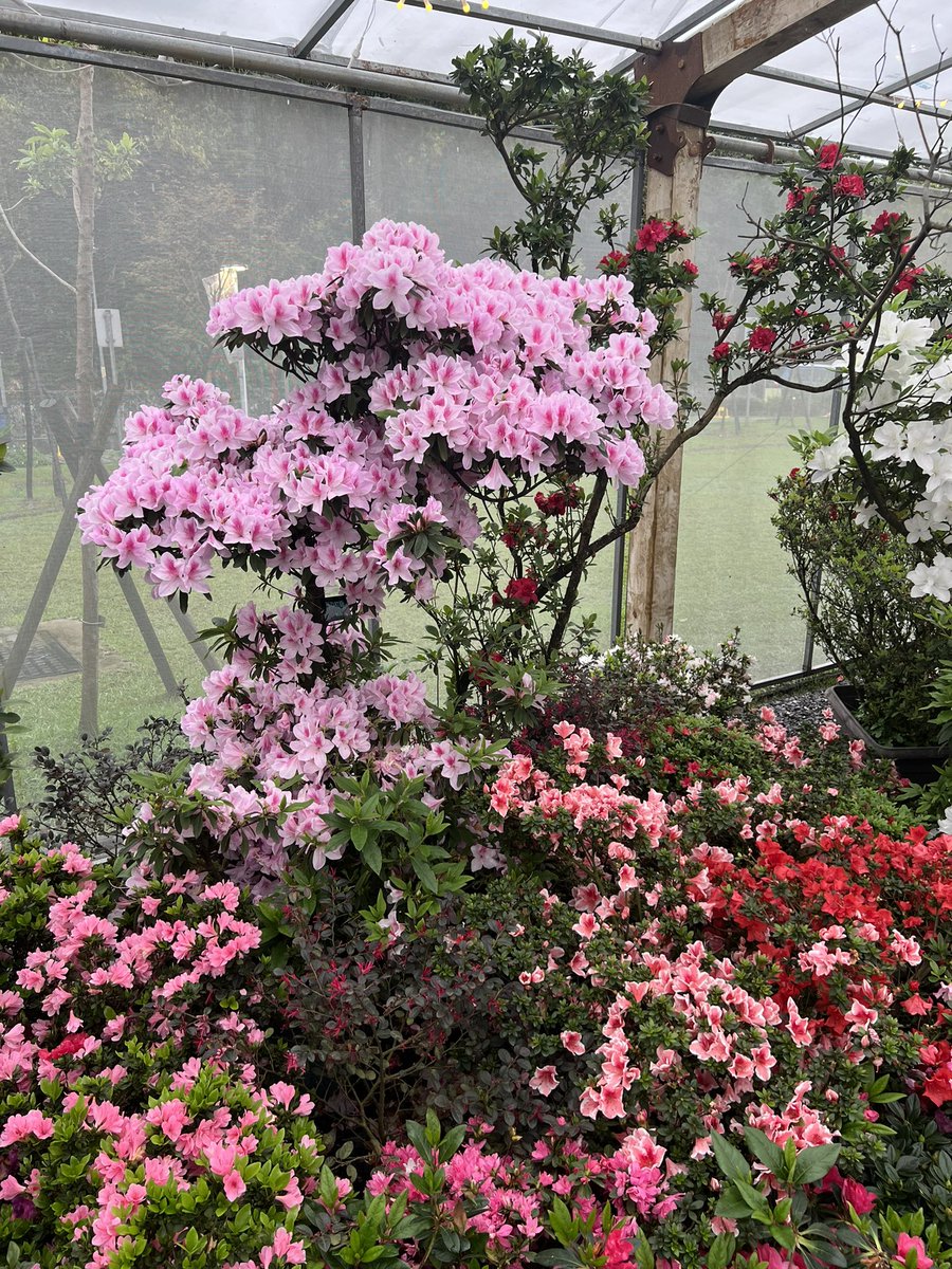 SilkSernetts's tweet photo. 花の展示を見に行く😊 https://t.co/ywuaEX47sY