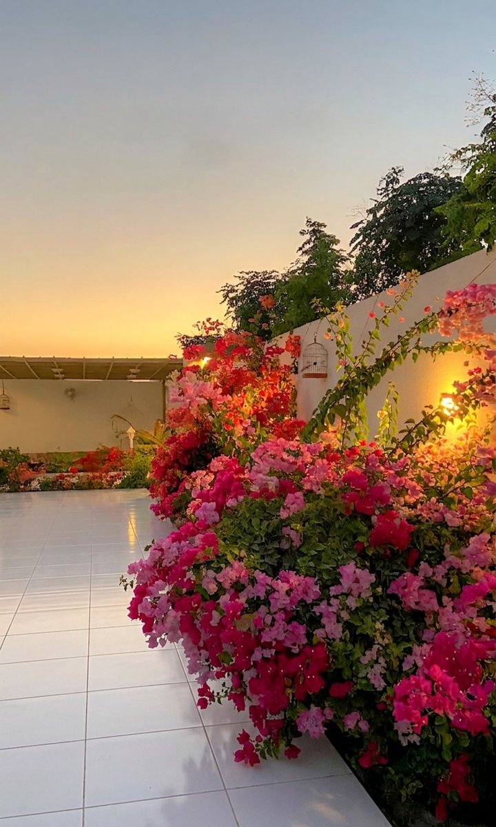 خالد شريفي tweet media