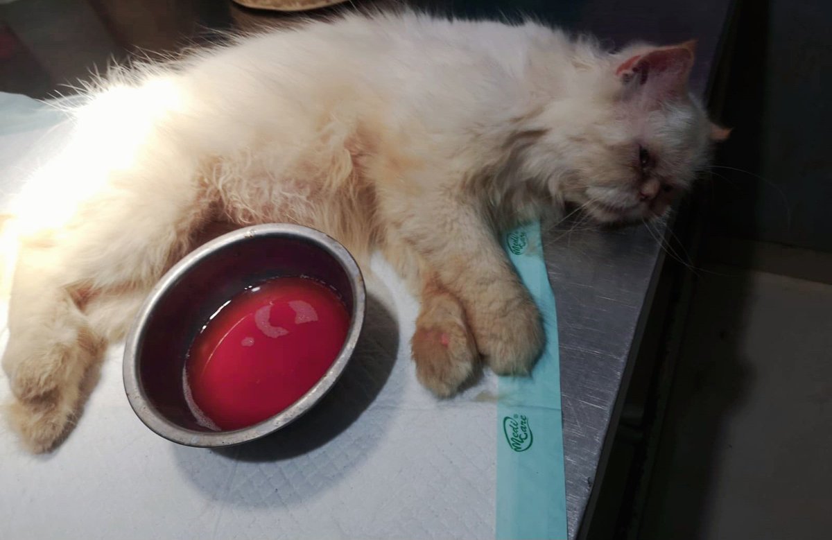 Rascl Cullen tweet media