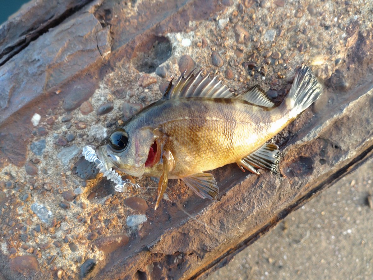 fisher_moby's tweet photo. 何ヶ月ぶりかの🎣

ちびめばる×2
あじ×3
かさご ラインブレイク
☝🏻逃した魚は大きい説 まじで😭

私が釣っていたら「隣 良いですか？」と ··· 
ポイントを譲り 鯵を釣ったワーム
#clearblue の #リングボンボン レモン水を渡すと
「clearblue 良いですよね！」と笑顔

渋かったけど 良い時間でした☺️✨ https://t.co/ucXOExHH8T