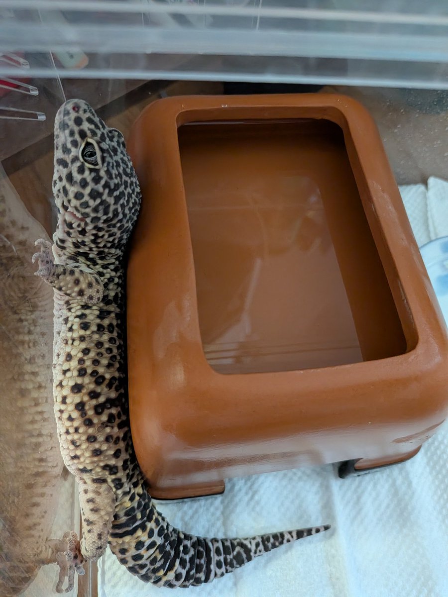 YGhWeZkAcuFUCmG's tweet image. あ、あの、お部屋広いんでそんなところにあえて行かないで〜。あえての狭いところにいきがちなうちのビッグボス、w
#オバケ
#爬虫類 #爬虫類好きさんと繋がりたい