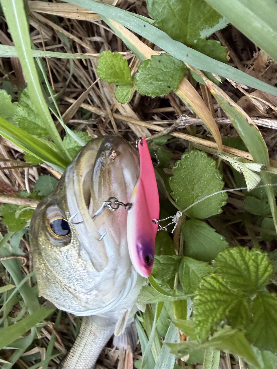 mo_0116's tweet photo. 夜が明けてバチパターンからバイブゲームへ🎣
ハーモニカ食いの元気なやついた😁 https://t.co/vlSkDxdCsq