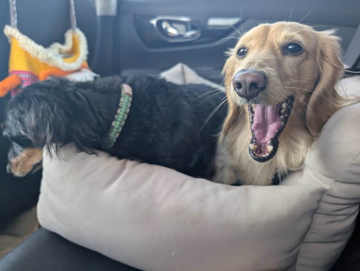 はちぷくおれお tweet media