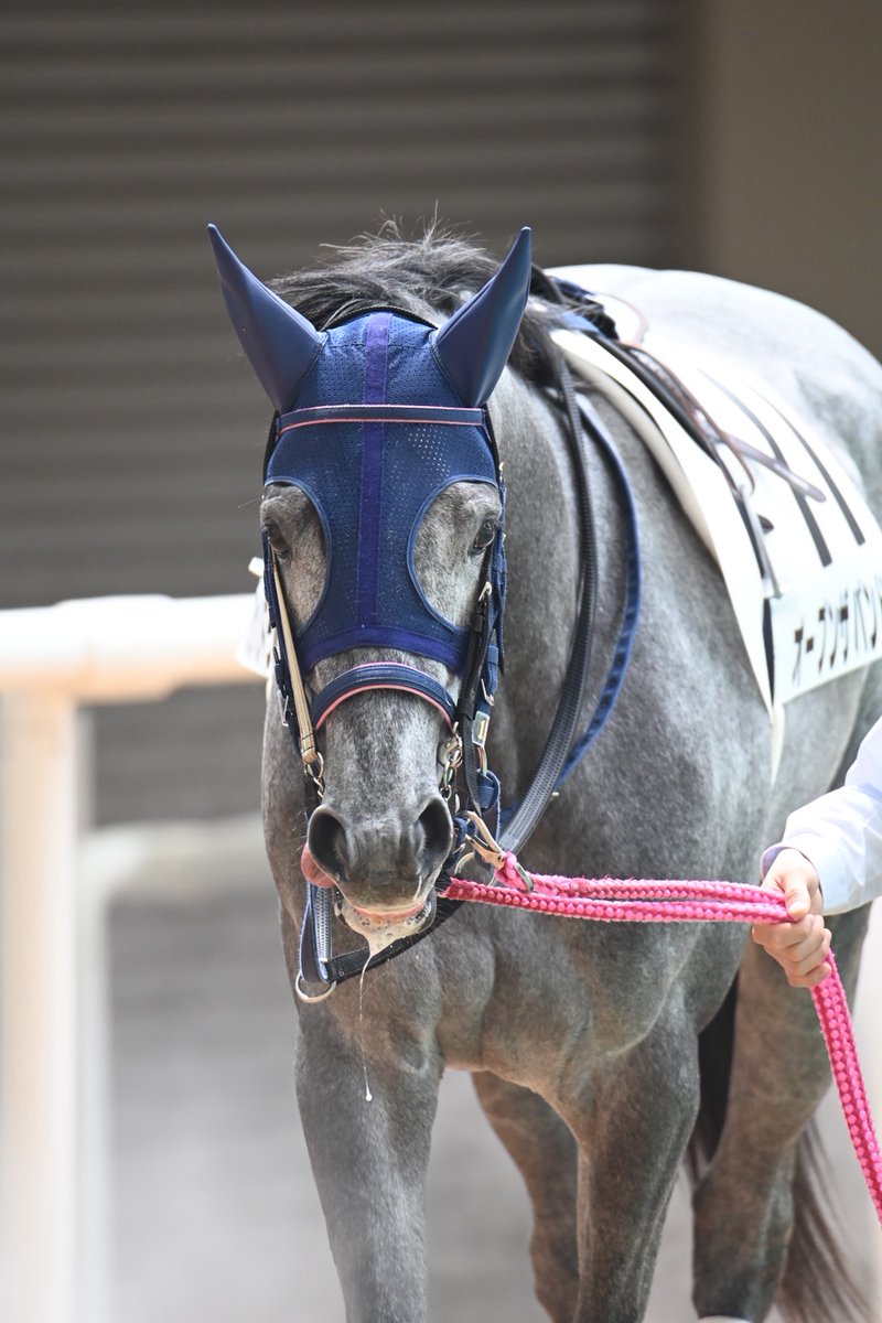 スペシャルウィーク血族馬阪神5R 3歳未➃ルクスディグニティ🏇 ➈ スペシャルウィーク血族馬阪神5R 3歳未➃ルクスディグニティ🏇 ➈