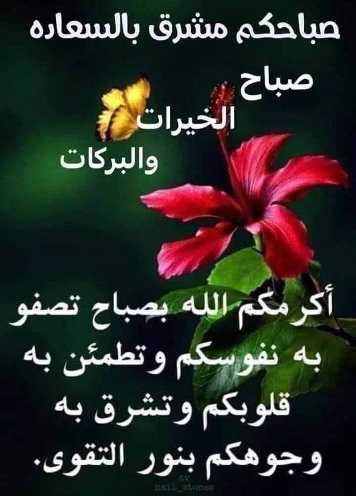 خزامى الصحراء tweet media