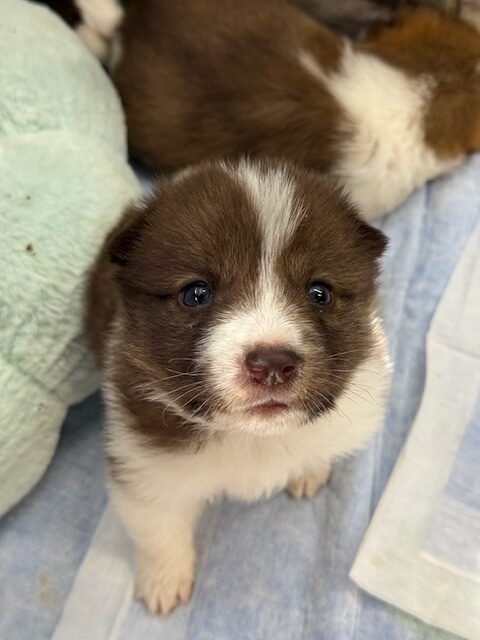 ただの猫ゃで tweet media