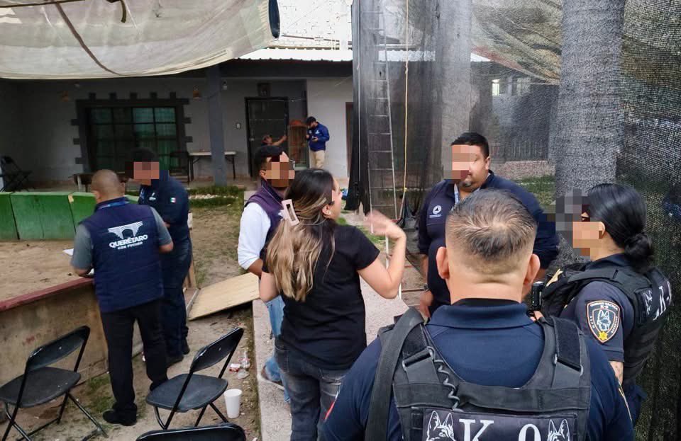 hector_sinecio's tweet image. #MONITOR #TVQ #LaNeta Clausura @qromunicipio inmueble acondicionado para pelea de gallos en la Delegación #EpigmenioGonzalez ubicado en la comunidad de “El Salitre” acción que ratifica  el compromiso que reiteradamente ha manifestado @FeliFerMacias con la seguridad y el orden. 🔵