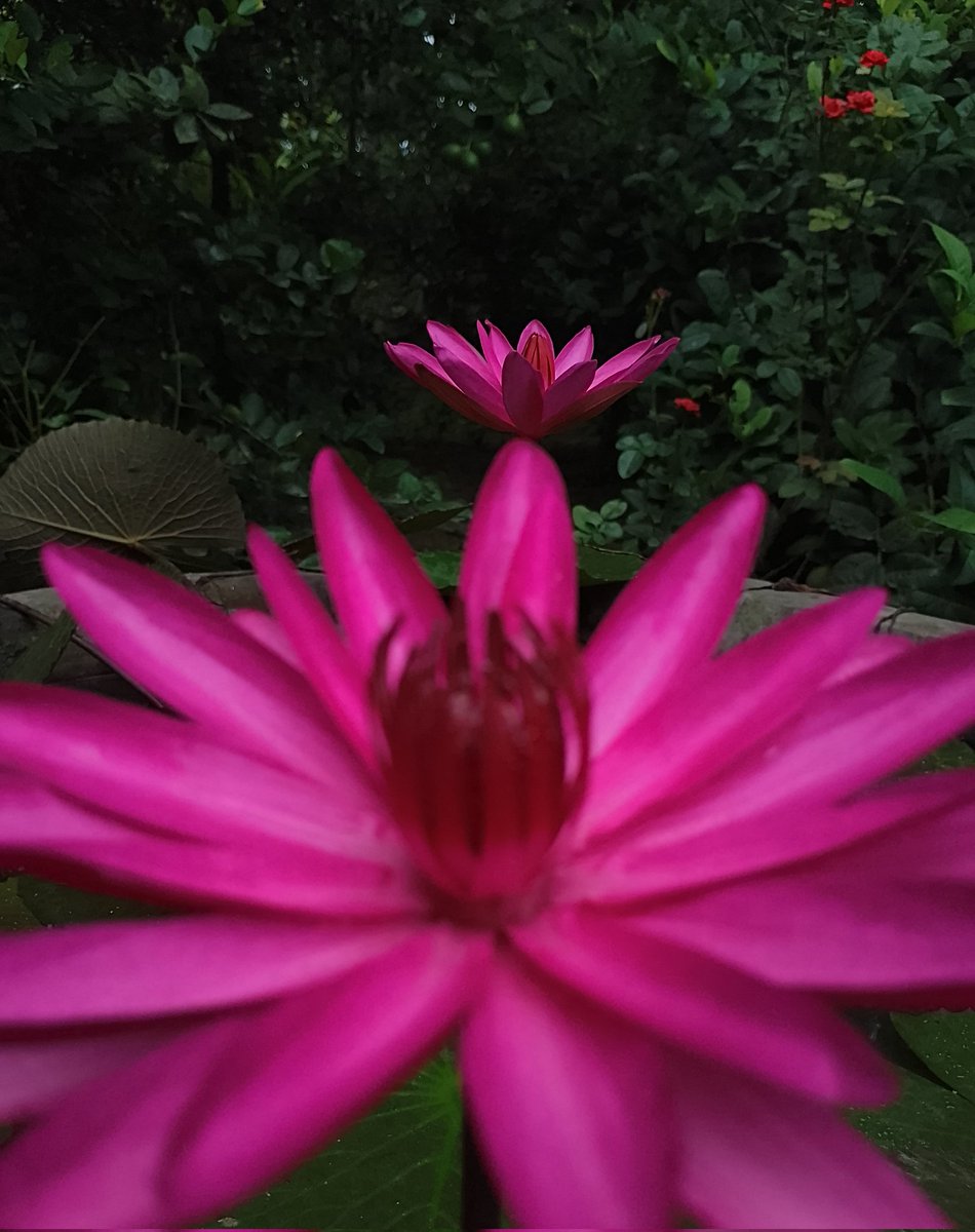 Proma Rahman tweet media