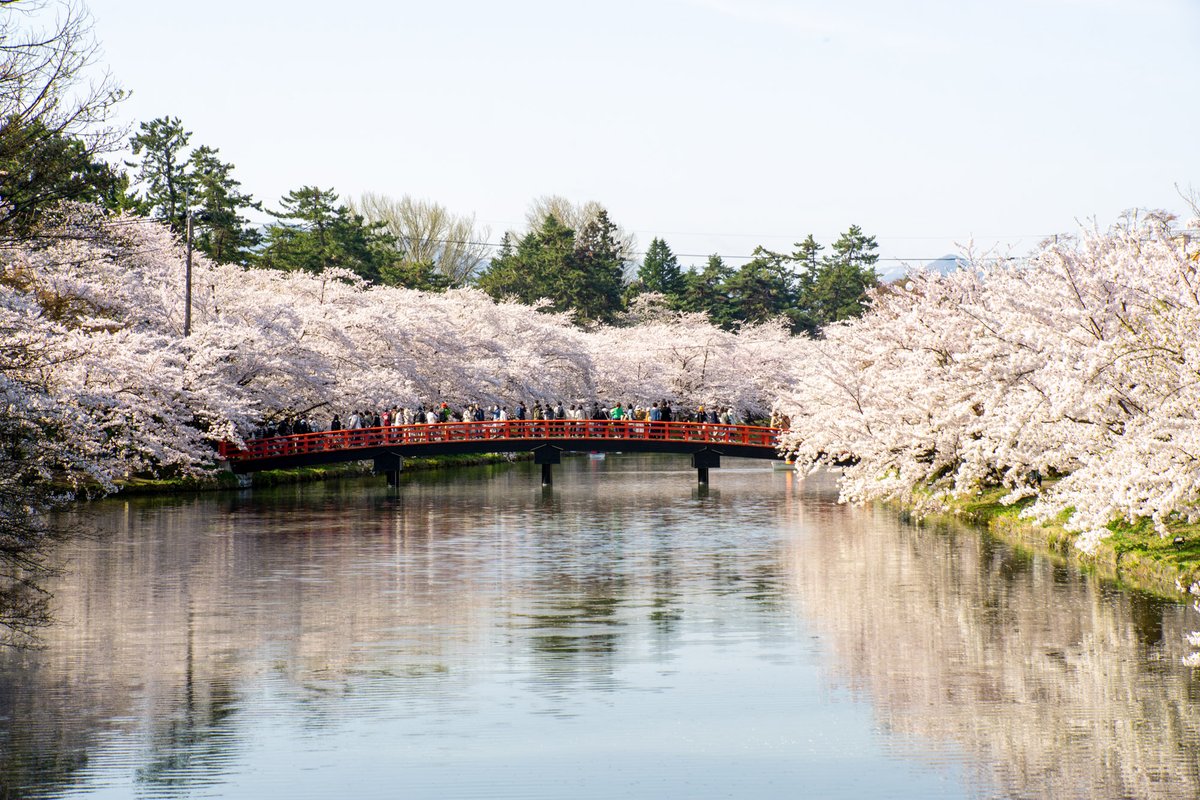 弘前公園 tweet media
