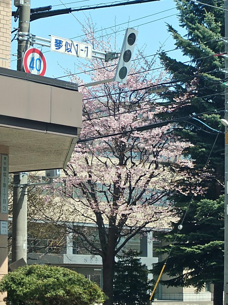 札幌では桜や梅などが一斉に咲き始めましたよ。早い…