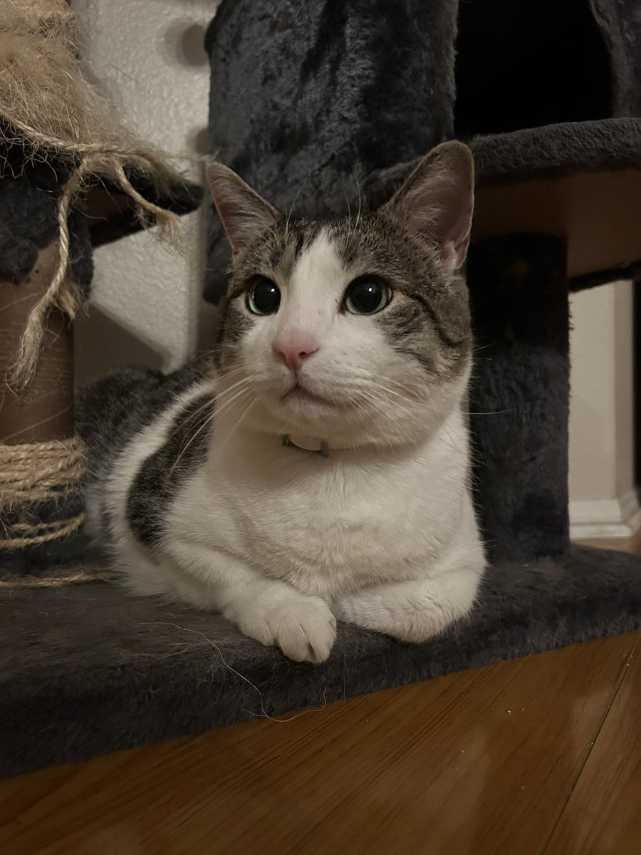 gooseydotgov's tweet image. goosey got another paper bag on this #caturday! 🤩 hopefully, he doesn't rip this one any time soon 😅

look at those big ole eyes and pretty pink nose! 👁️🐽👁️ he missed me while i was at work 🥹